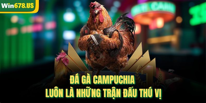 Đá gà Campuchia luôn là những trận đấu thú vị